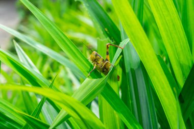 Çekirge makrosu: Büyük gözlü, uzun antenli ve yeşil bitkilerin dikenli bacaklı parlak sarı çekirge böceğinin yakın çekimi