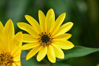 Açık havada açan güzel çiçeklere yakın, doğa konsepti.