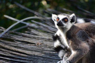 Yüzük - hayvanat bahçesinde kuyruklu lemur