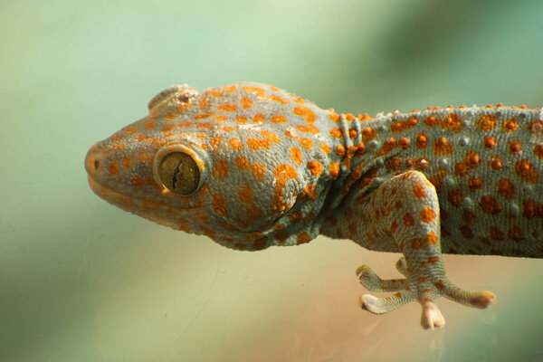 red gecko in terrarium