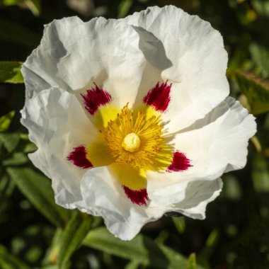 Güzel kayalık gül çiçeği. Yaklaş. Yüksek kalite fotoğraf