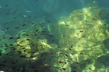 Kristal berrak suda parıldayan küçük balıklara bakıyorum. Yüksek kalite fotoğraf