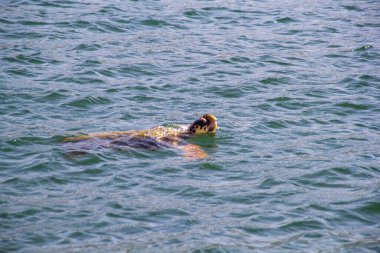 Vahşi Loggerhead Kaplumbağa 'nın kafası nefes almak için yüzeye çıkıyor. Argostoli, Kefalonia, Yunanistan çevresindeki güzel mavi sular. Yüksek kalite fotoğraf