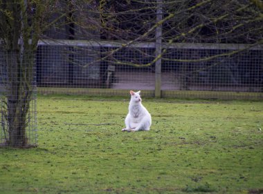 Hayvanat bahçesinde tek başına oturan beyaz bir valabi. Yüksek kalite fotoğraf