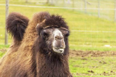 Kahverengi deve, hayvanat bahçesinde sıcak güneşin altında dinleniyor. Yüksek kalite fotoğraf