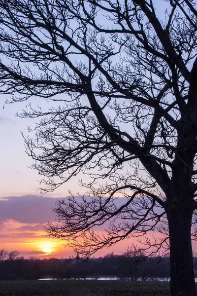 Güzel kırmızı ve mor gökyüzü olan siluetli ağaca yakın. Yüksek kalite fotoğraf