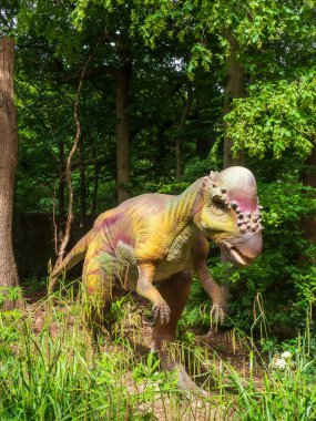 Broxbourne, İngiltere - 7 Temmuz 2023: Pachycephalosaurs modeli Paradise Wildlife Park 'ta bir orman ortamında. Yüksek kalite fotoğraf