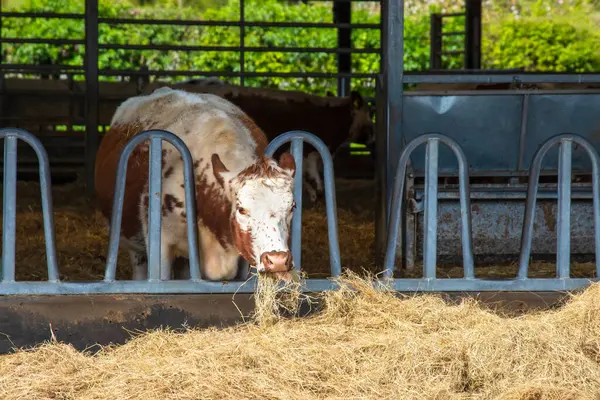 stock image A single rare breed cow feeding on hay in a stall. High quality photo