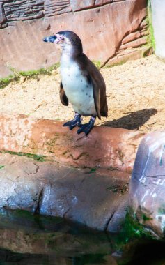 Hayvanat bahçesindeki havuzun kenarında duran bir penguenin portresi. Yüksek kalite fotoğraf