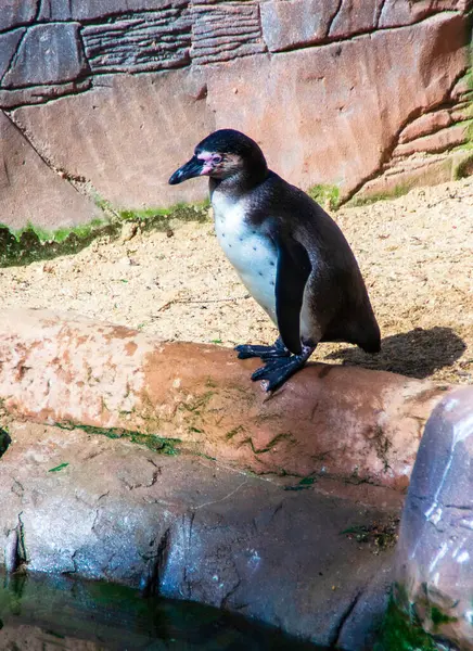 Hayvanat bahçesindeki havuzun yanında duran bir penguen, portre manzaralı. Yüksek kalite fotoğraf