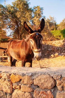 Bir eşek, Rodos adasında turist gezintisi yaptıktan sonra dinleniyor. Yüksek kalite fotoğraf