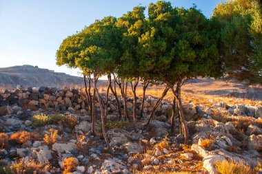 Yunan adası Rodos 'ta Lindos yakınlarındaki kayalık zeminde gölgeli ağaçlar. Yüksek kalite fotoğraf