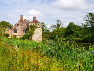 Tunbridge Wells, İngiltere - 20 Temmuz 2024 Cumartesi, Scotney Castle bahçeleri, göl kenarı boyunca yabani çiçekler ve sazlıklar. Yüksek kalite fotoğraf