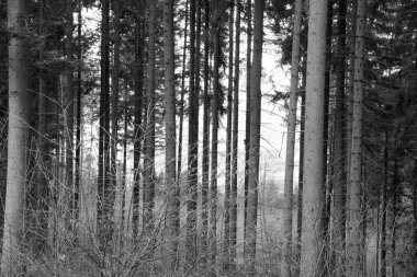 Ağaçlar bir. Yüksek kalite fotoğraf