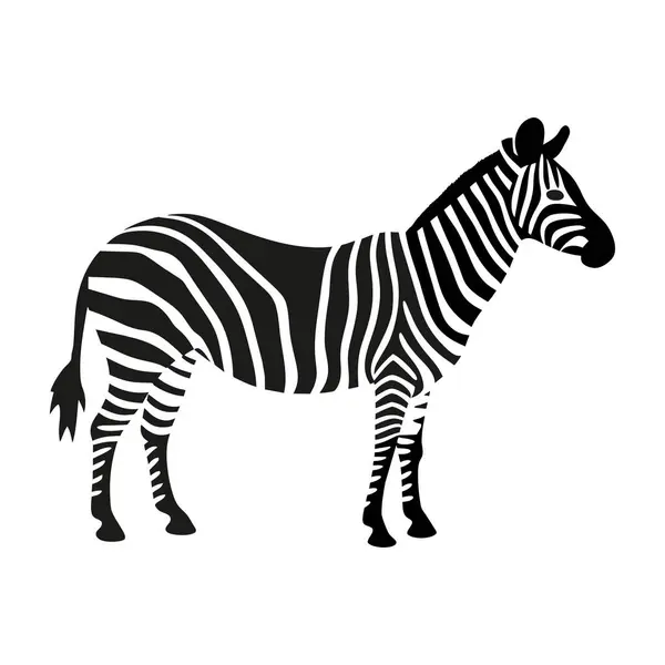 Beyaz arka planı olan bir yerde duran bir zebra.