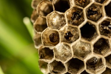 Çayırda larvaları olan eşek arısı kozası.