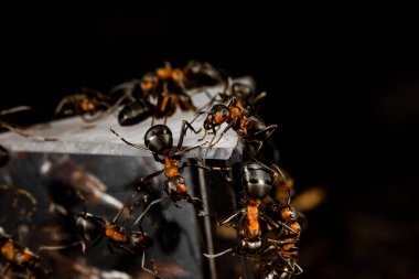 Siyah arkaplanda bir grup karınca