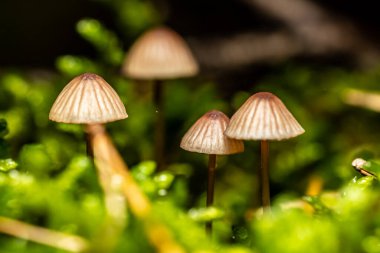 Yosun içinde büyüyen küçük mantar grupları