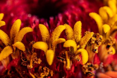 close - up view of beautiful blooming flowers