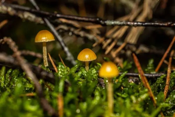 group of small toadstool mushrooms in the forest. macro shot of a group of fungi