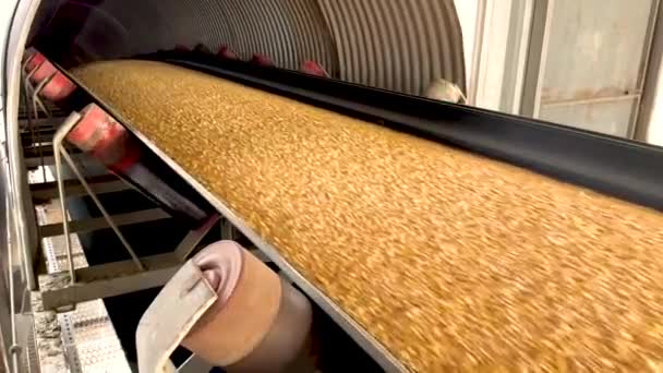 Corn Grains Move Conveyor Belt Reloading — Vídeo de Stock