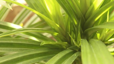 Güzel tropikal yeşil yaprakların yakın görüntüsü