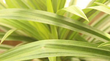 Yeşil yaprak dokusu arkaplanını kapat