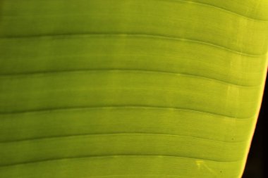 Bir yaprak lif dokusunun detaylarını kapat