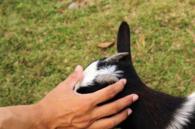 Hayvanat bahçesinde siyah beyaz keçi boynuzu tutan bir el.
