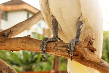 a closeup of a white tailed cockatoo's claw on a branch at a zoo clipart