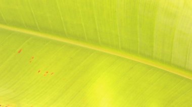 yeşil yaprak dokusu, soyut arkaplan