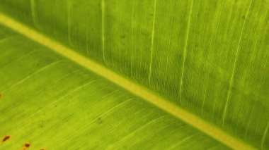 Çiy damlalı yeşil yaprak
