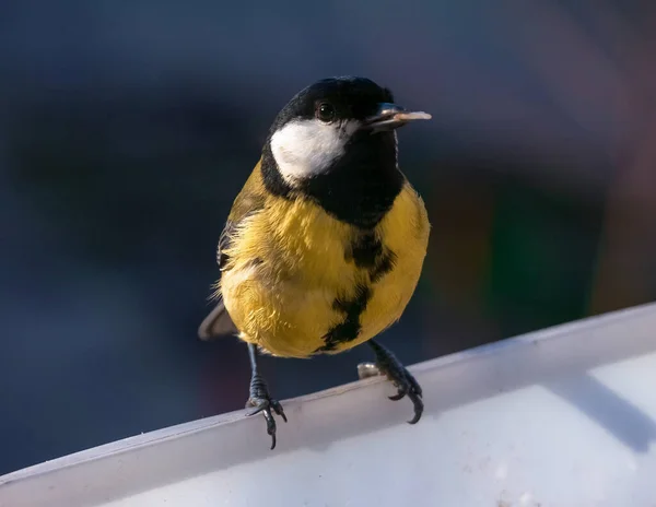 在喂料器上进行小白鼠特写 鸟类生活在自然栖息地 明亮的羽毛 冬季动物 — 图库照片
