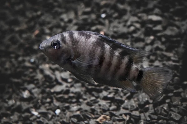 줄무늬가 물고기 수중에 아름다운 물고기 수족관에 동물들 지느러미 시클릿은 서식지에서 — 스톡 사진
