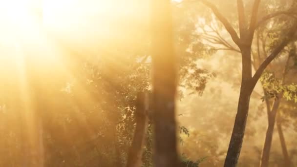 Güneş Işıklı Gölgeli Larch Ormanı Gündoğumunda — Stok video
