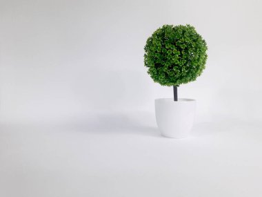 Plastikten yapılmış saksılardaki süs bitkileri ve beyaz arka plan 2