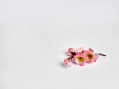 İzole edilmiş beyaz arka planda çiçek açan kiraz filizleri.