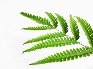 Beyaz arka planda Pteridophyta adı verilen yeşil bir bitkinin yaprakları.