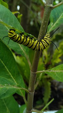 Löwen Kelebeğinin Tırtılları