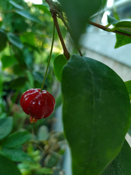 red ripe cherries in a tree