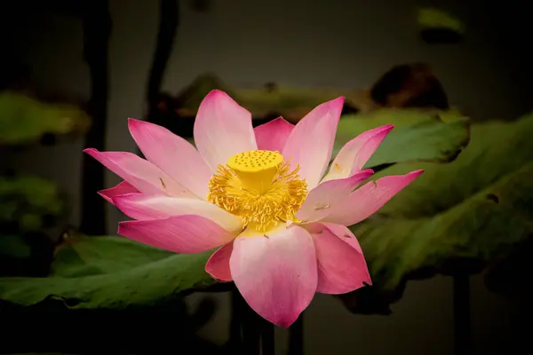 Lotus, Nelumbonaceae familyasının iki su bitkisinden biridir. Buna bazen su zambağı denir, ancak bu daha sık Nymphaeaceae familyasının üyeleri anlamına gelmektedir.