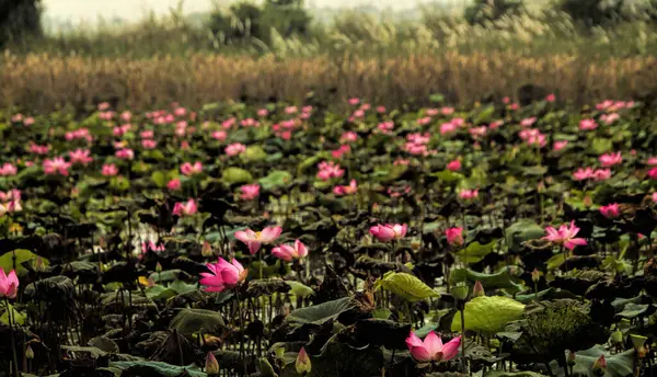 Lotus, Nelumbonaceae familyasının iki su bitkisinden biridir. Buna bazen su zambağı denir, ancak bu daha sık Nymphaeaceae familyasının üyeleri anlamına gelmektedir.