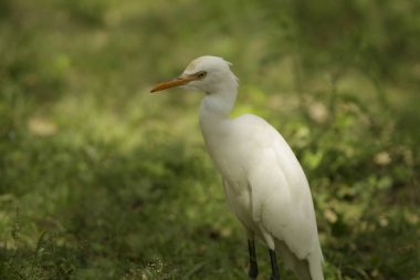 Sığır balıkçıl (