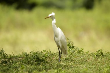 Sığır balıkçıl (