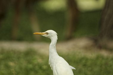 Sığır balıkçıl (