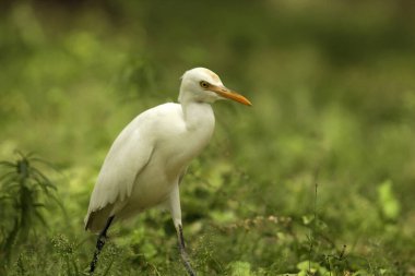 Sığır balıkçıl (
