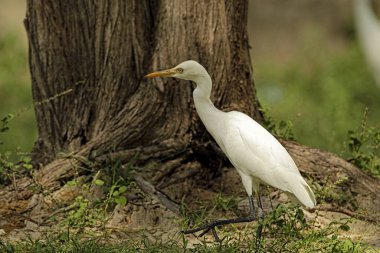 Sığır balıkçıl (
