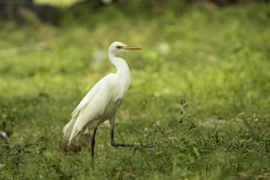 Sığır balıkçıl (