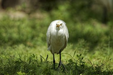 Sığır balıkçıl (