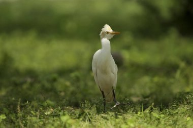 Sığır balıkçıl (